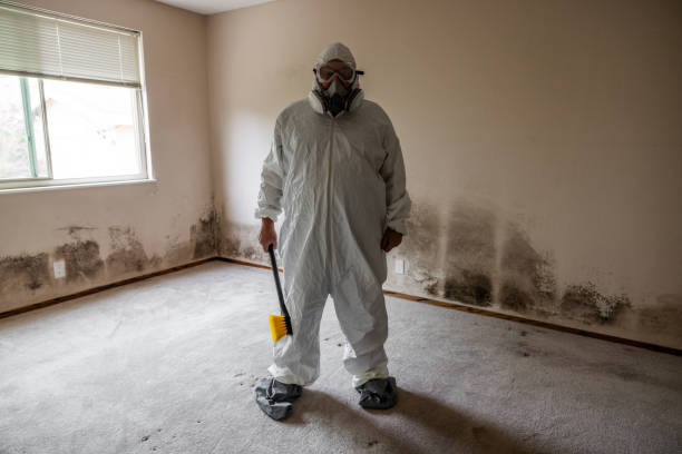 Best Commercial Mold Remediation in USA